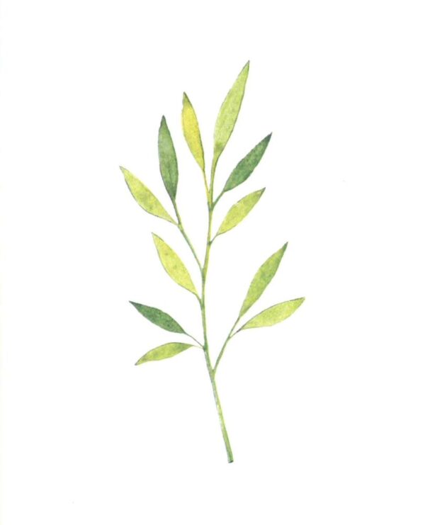 ICare- Leaf Collection Blank Notecards - Image 5