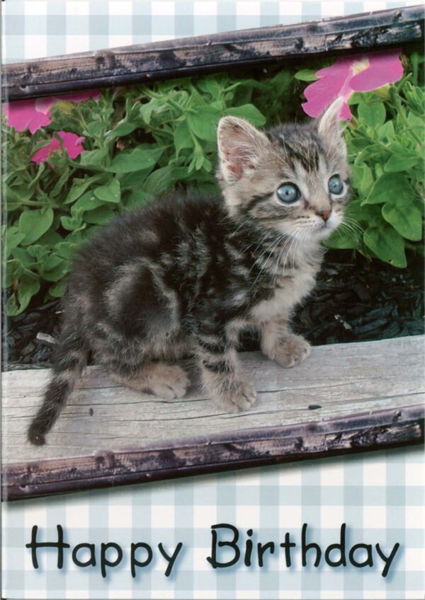 Cards Birthday Baby Animals - Image 5