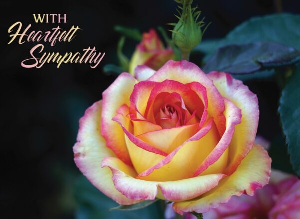 Roses Sympathy - Boxed Greeting Cards - Image 4