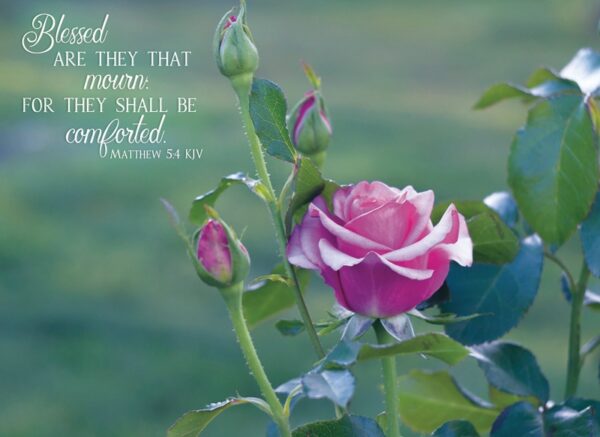 Roses Sympathy - Boxed Greeting Cards - Image 8