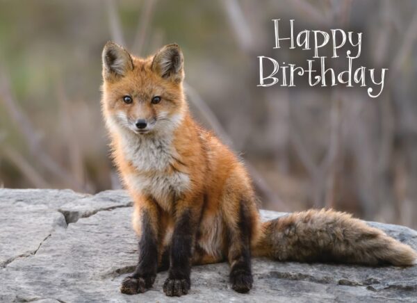 Boxed Birthday Cards - Woodland Greetings - Image 4
