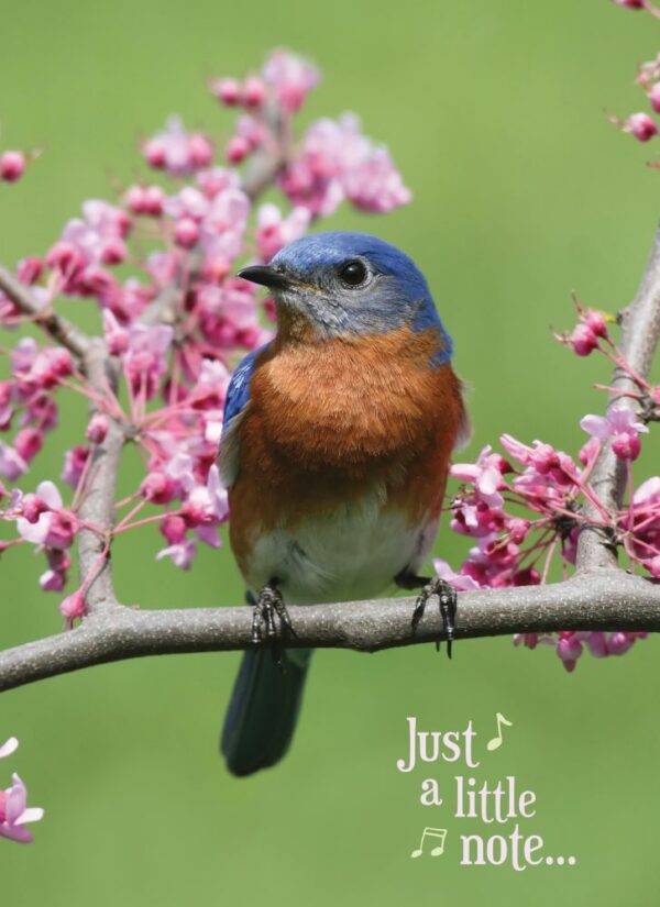 Boxed Praying for You Cards - Songbirds - Image 2