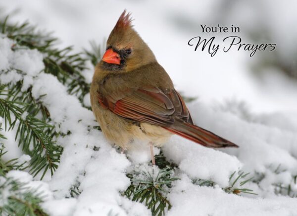 Boxed Praying for You Cards - Songbirds - Image 6