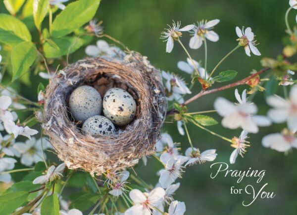 Boxed Praying for You Cards - Songbirds - Image 8