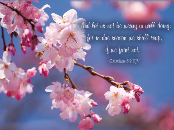 Boxed Encouragement Cards - Springtime - Image 2