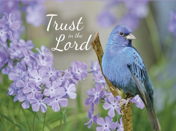 Boxed Encouragement Cards - Springtime - Image 4