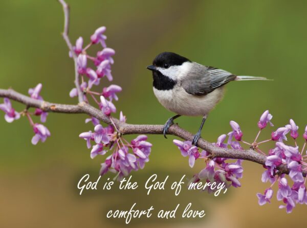 Boxed Encouragement Cards - Springtime - Image 8