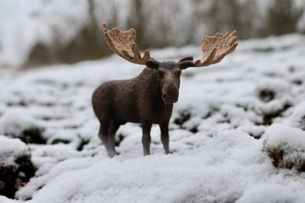 Moose Bull - Image 6