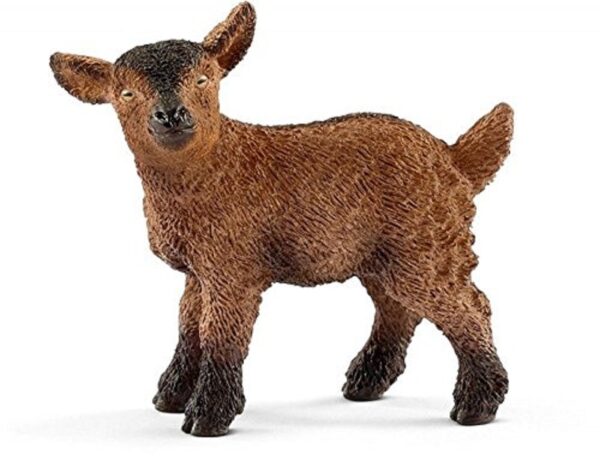 Dwarf Goat Kid