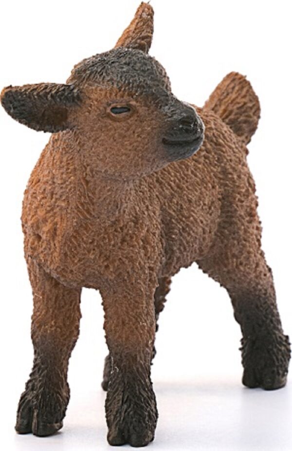 Dwarf Goat Kid - Image 3