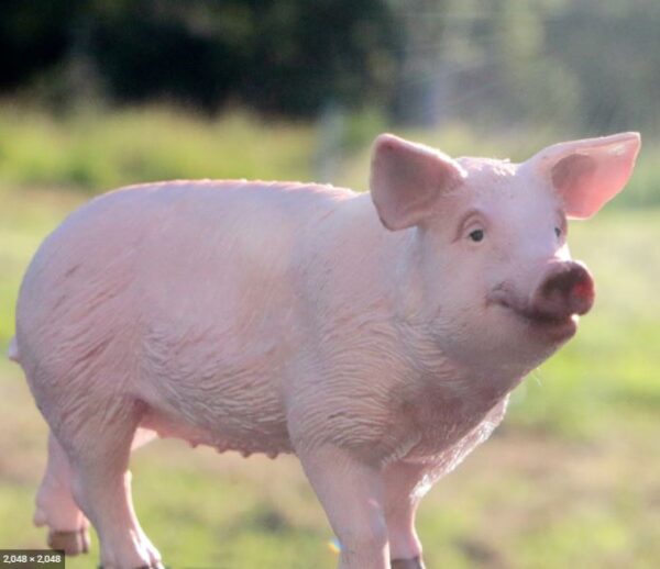 RWSO Pig - Image 5