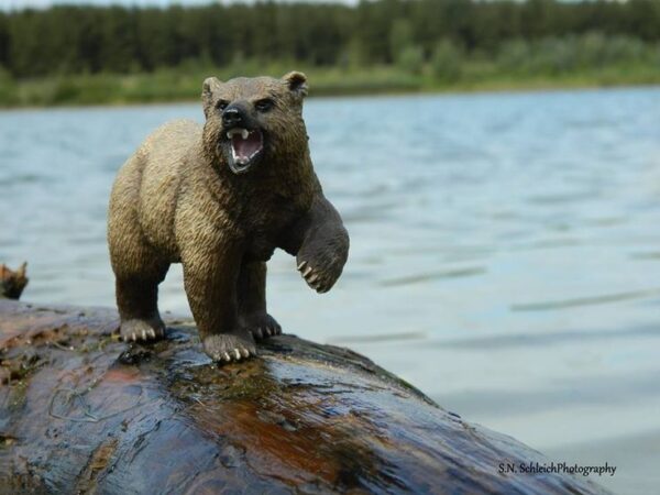 Grizzly Bear - Image 7