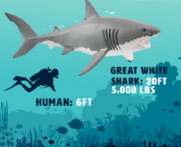 Great White Shark - Image 5