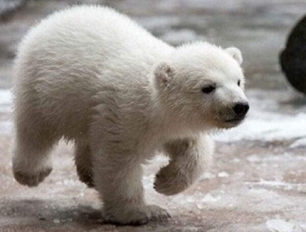 Polar Bear Cub, Walking - Image 5