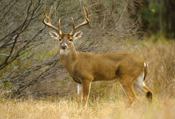 White-tailed Buck - Image 5