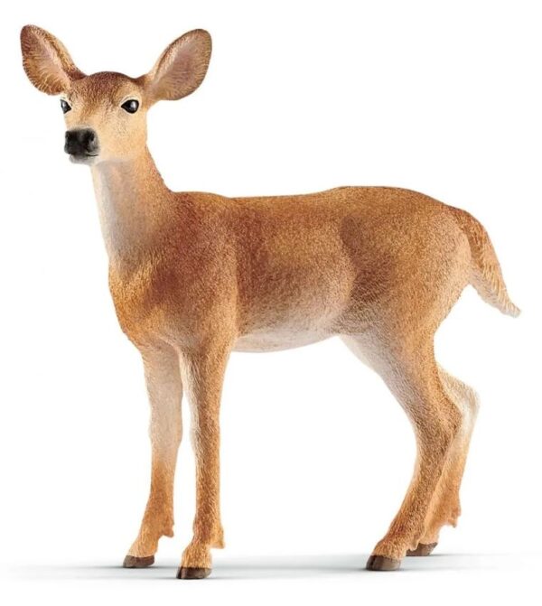 White-tailed Doe