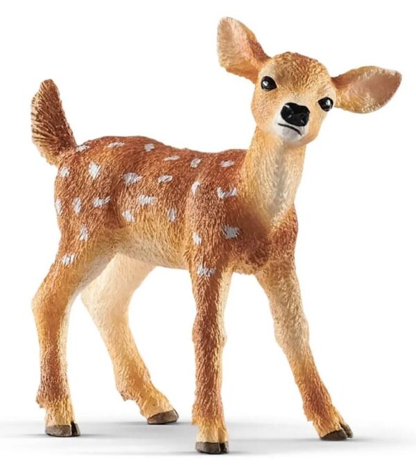 White-tailed Fawn