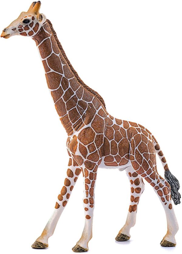 Giraffe, Male - Image 4
