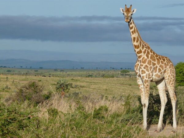 Giraffe, Male - Image 6