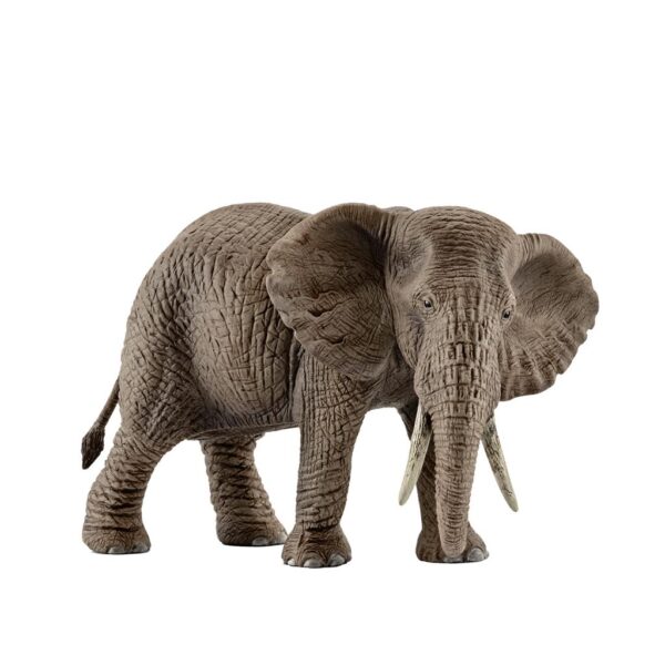 African Elephant, Female