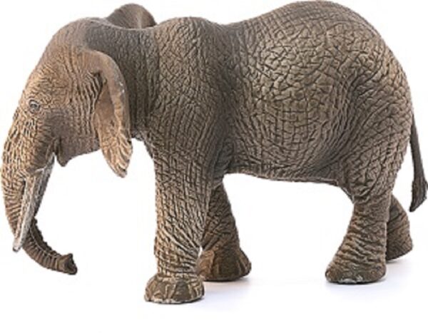 African Elephant, Female - Image 2