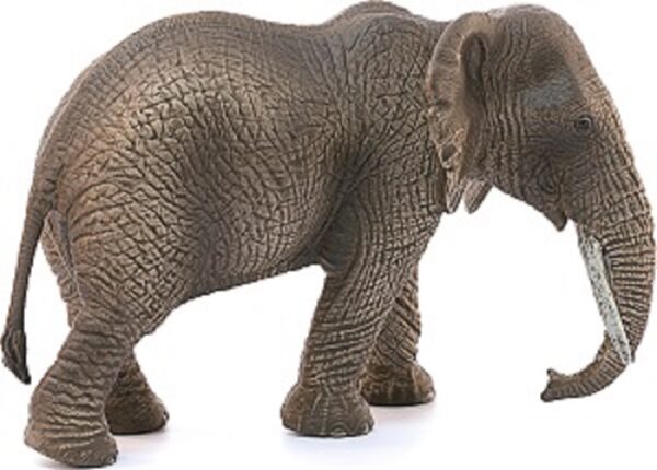 African Elephant, Female - Image 3