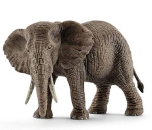 African Elephant, Female - Image 4