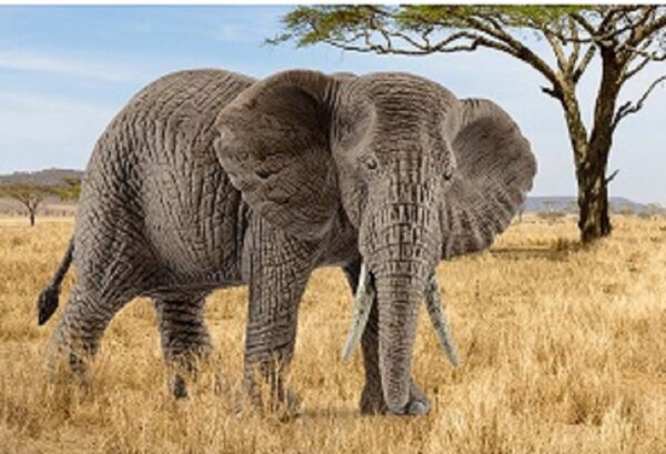African Elephant, Female - Image 5