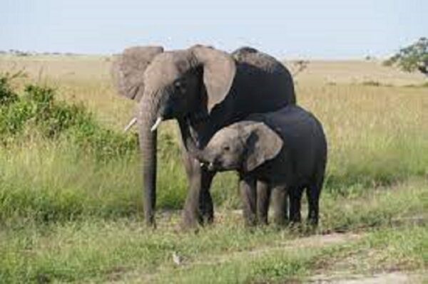 African Elephant, Female - Image 6