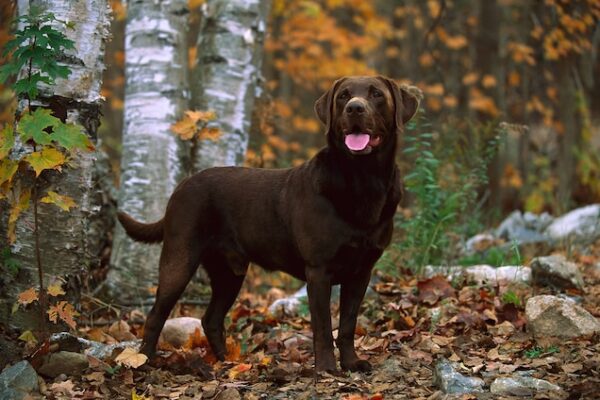 Labrador Retriever Female- Discontinued - Image 5