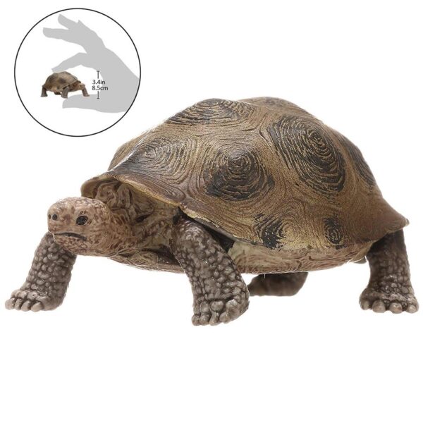 Giant Tortoise - Image 4