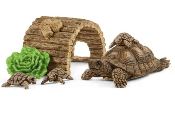 Giant Tortoise - Image 5