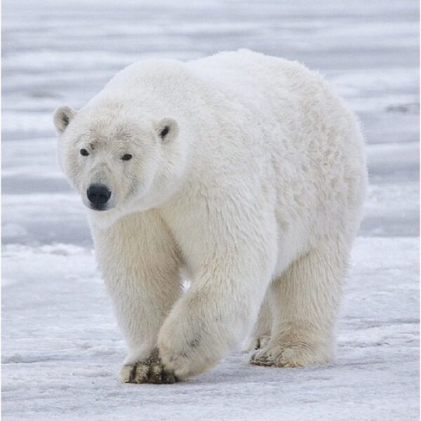 RWSO Polar Bear - Image 7