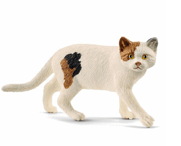 American Shorthair Cat