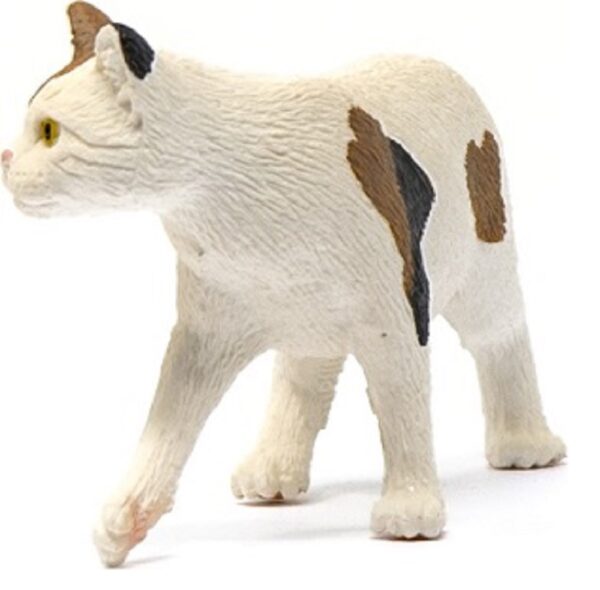 American Shorthair Cat - Image 3