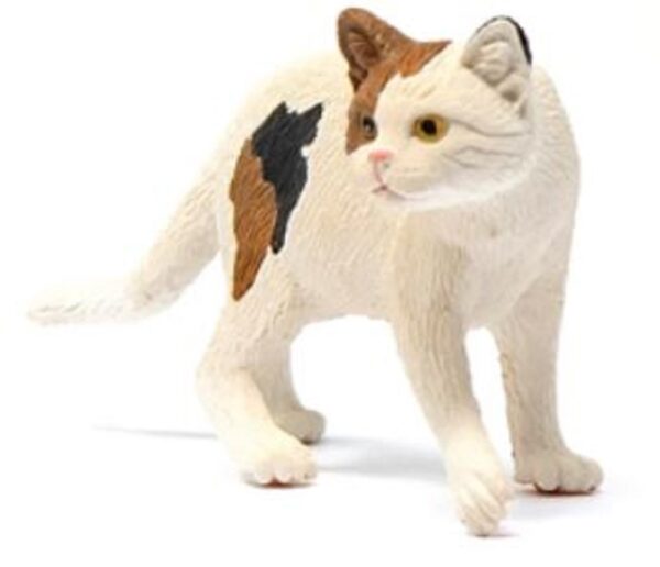 American Shorthair Cat - Image 4