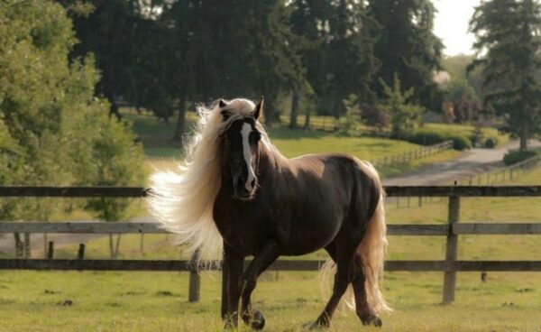 Black Forest Stallion- Discontinued - Image 6