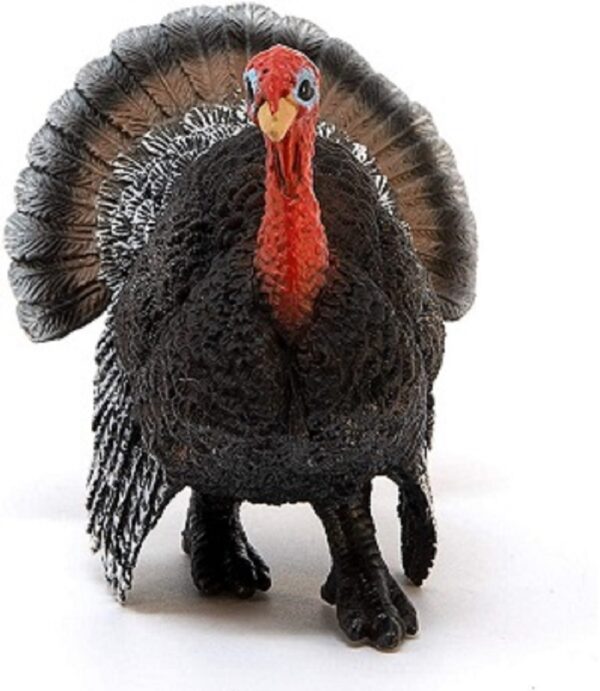 Turkey Tom - Image 2