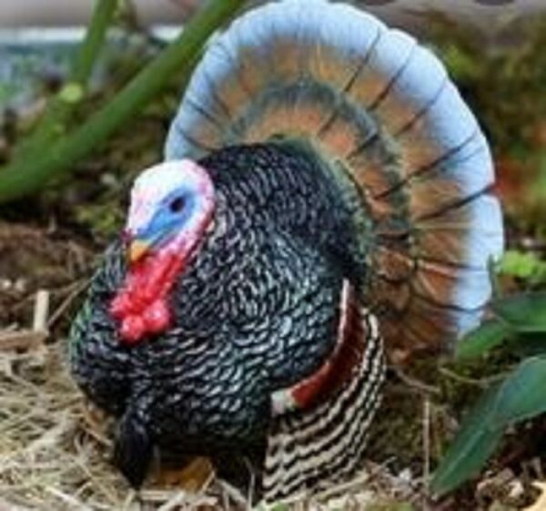 Turkey Tom - Image 6