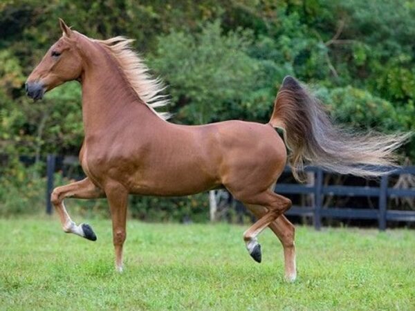 American Saddlebred Gelding - Image 5