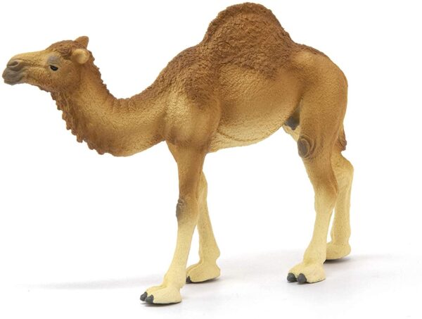 Dromedary Camel - Image 2