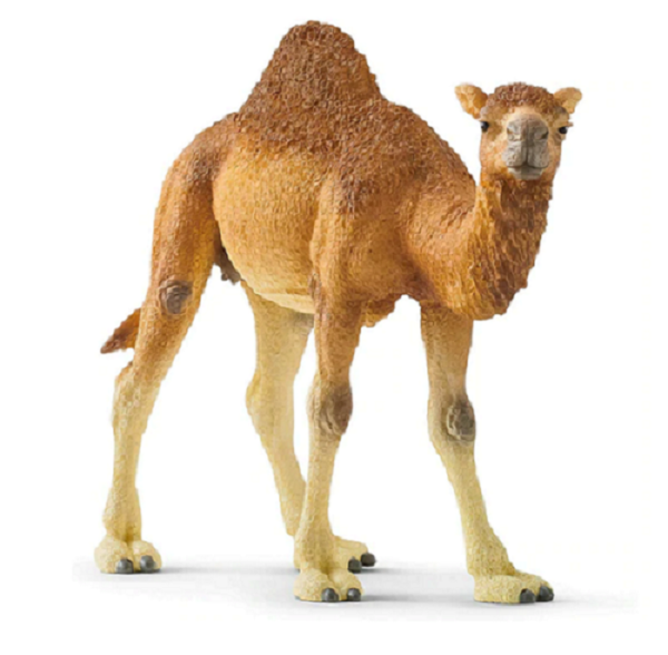 Dromedary Camel - Image 3