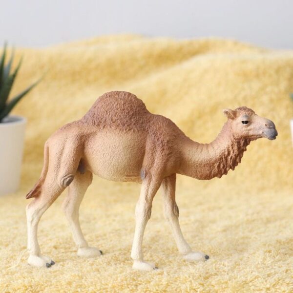 Dromedary Camel - Image 4