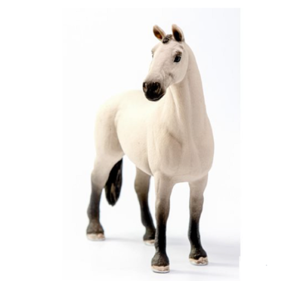 Hannoverian Gelding, Red Dun - Image 4