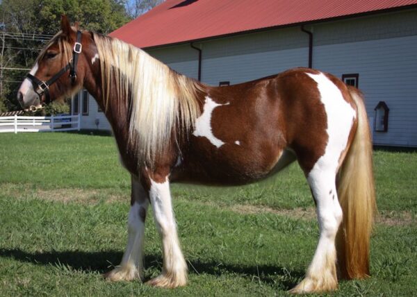 Tinker Mare - Image 6