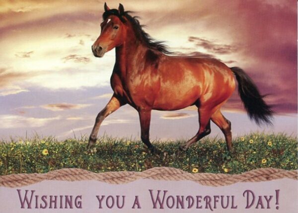 Boxed Birthday Cards - Peaceful Meadows - Image 4
